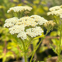 Achillea nobilis